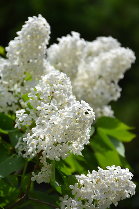 Betsy Ross Lilac
