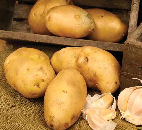 Seed Potato 'Teton Russet'