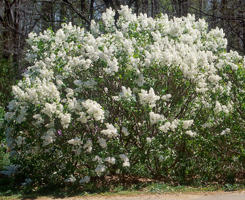 Betsy Ross Lilac Bush