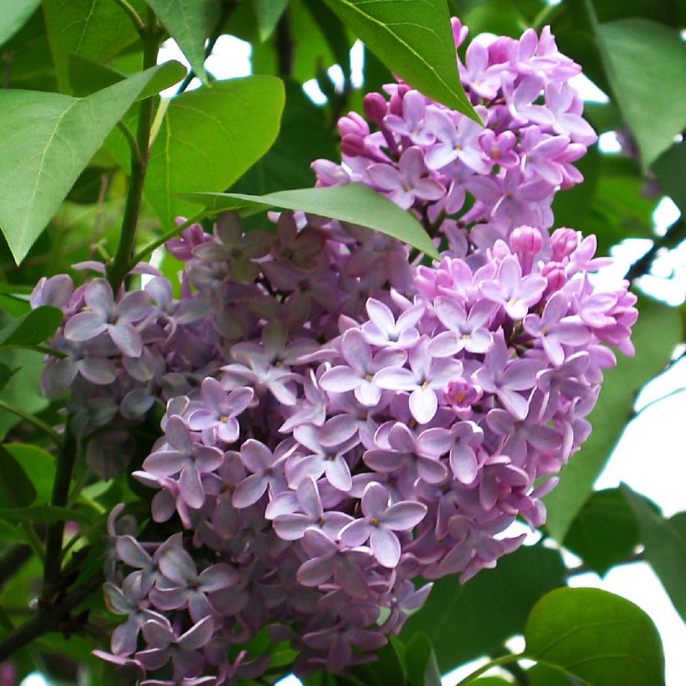Lilac 'Common' Tree 1 Gallon 3'ft tall + – Tristar Plants