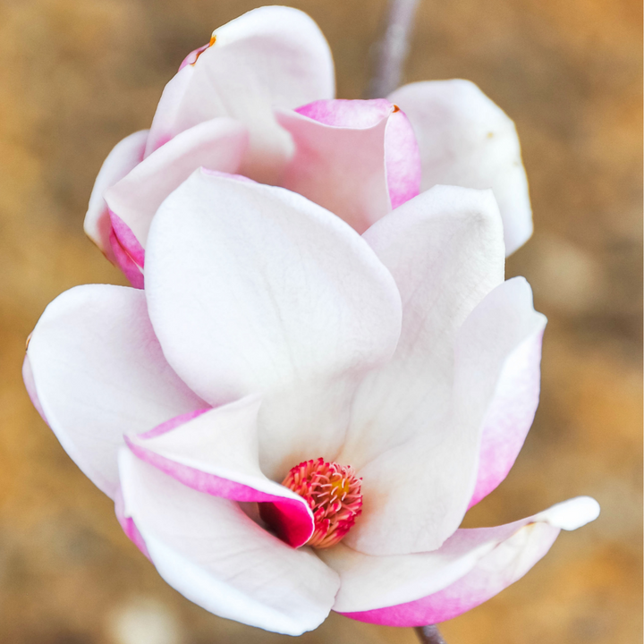 Saucer magnolia