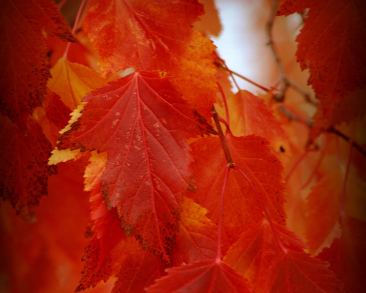 Maple Tree 'Flame Amur'