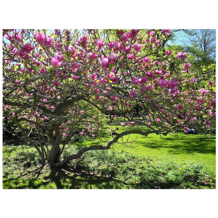 Magnolia 'Saucer'