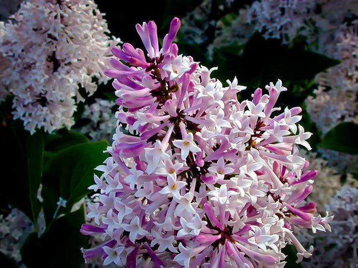 Miss Kim Lilac Flowers