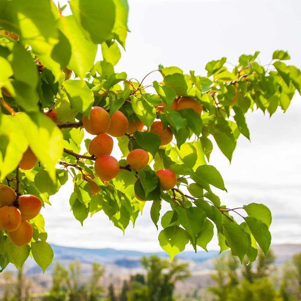 Moorpark Apricot tree