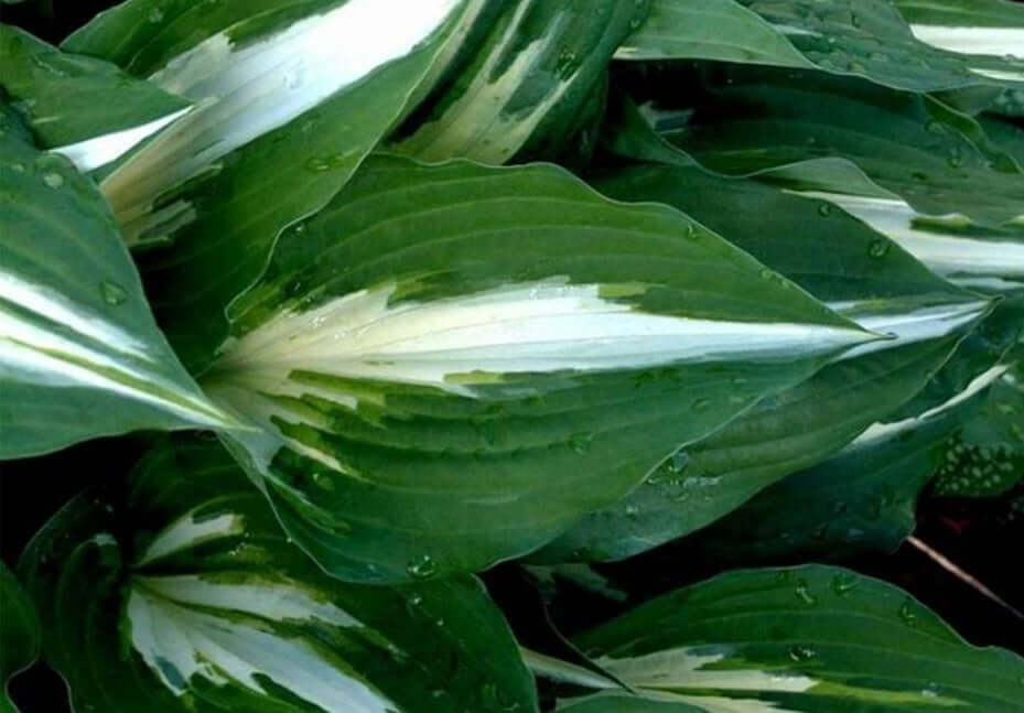 Night Before Christmas Hosta