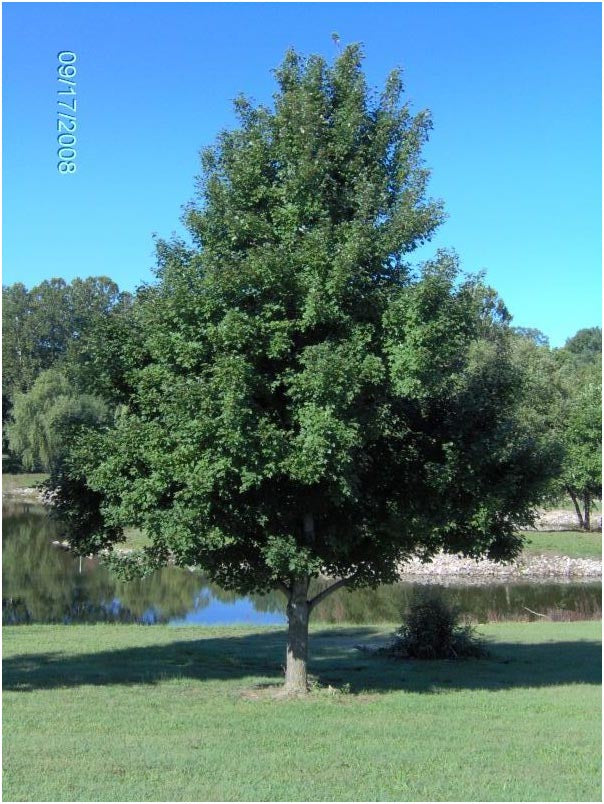 Maple Tree 'October Glory Red'