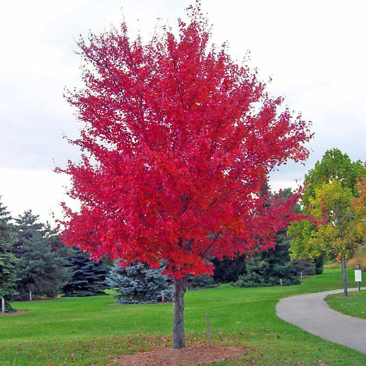 October Glory Red Maple