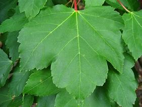 Maple Tree 'October Glory Red'