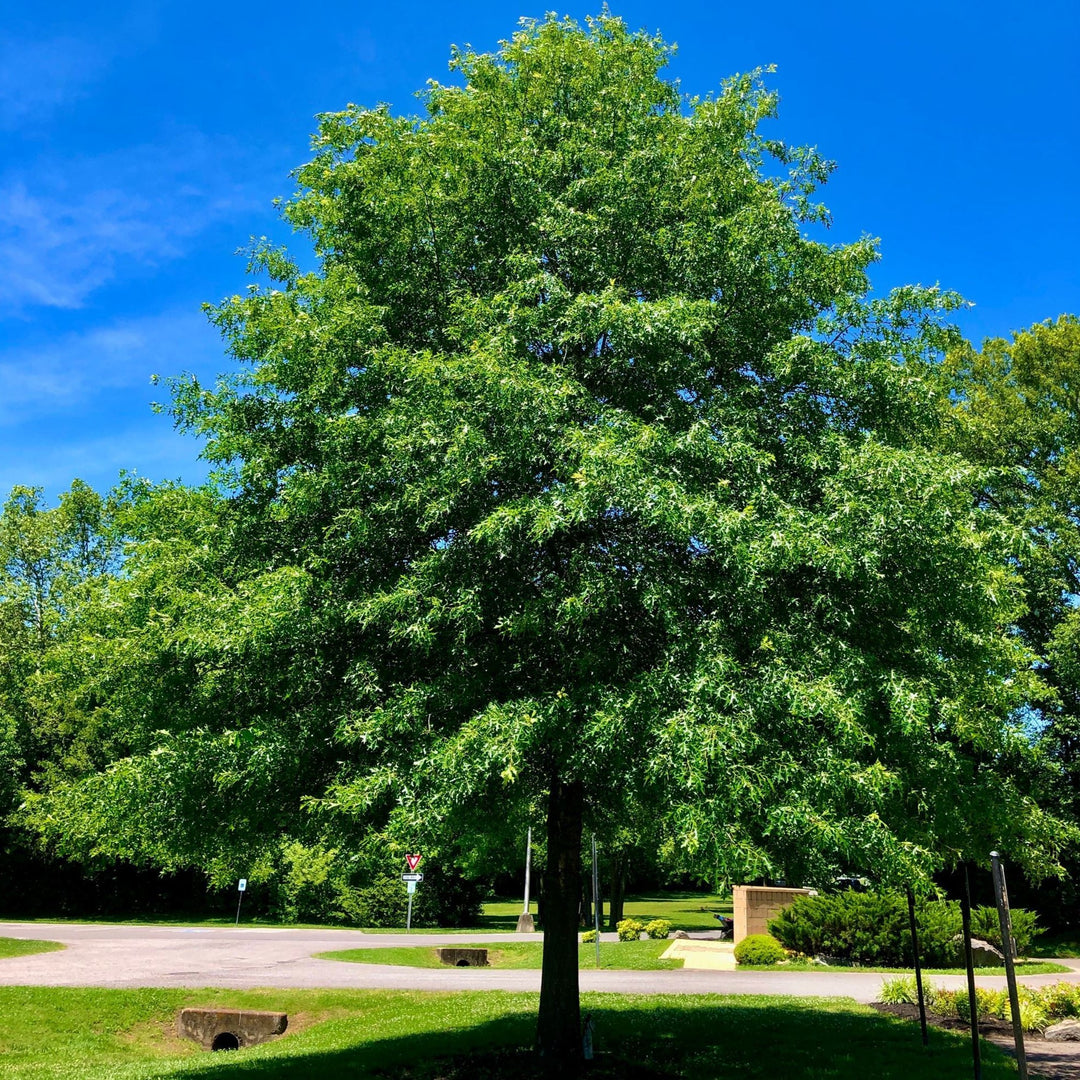 Pin Oak Tree