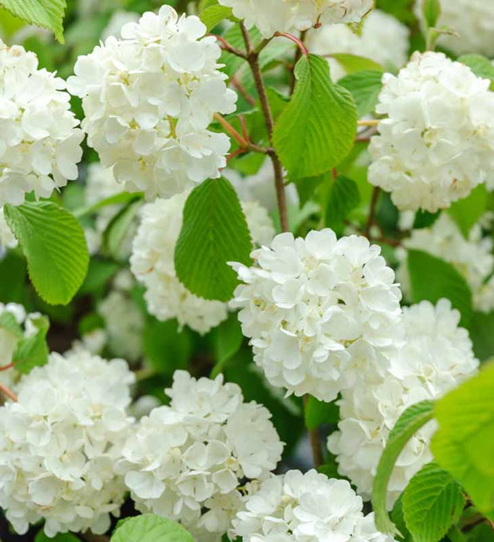 Popcorn Japanese Snowball Blooms
