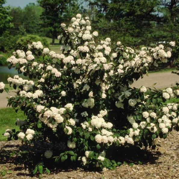 Popcorn Japanese Snowball Bush