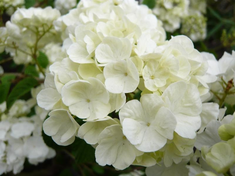 Popcorn Japanese Snowball Flower