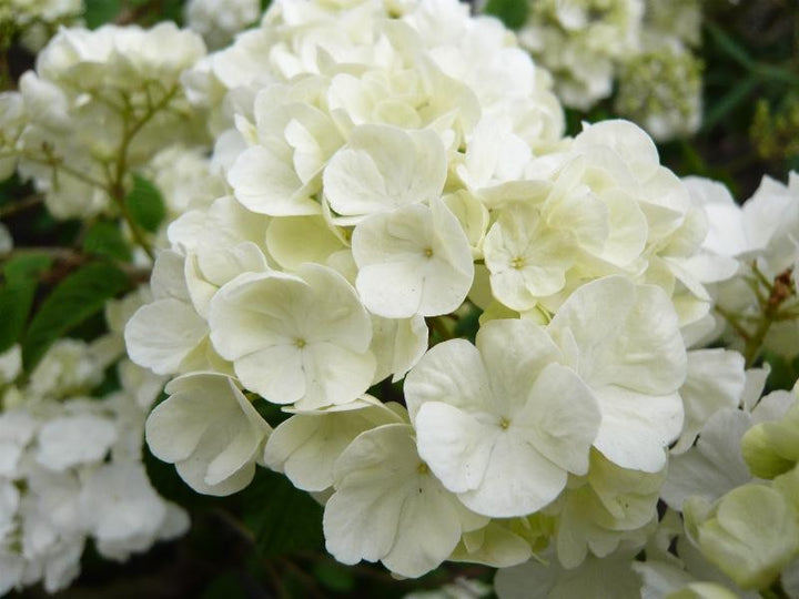 Popcorn Japanese Snowball Flower