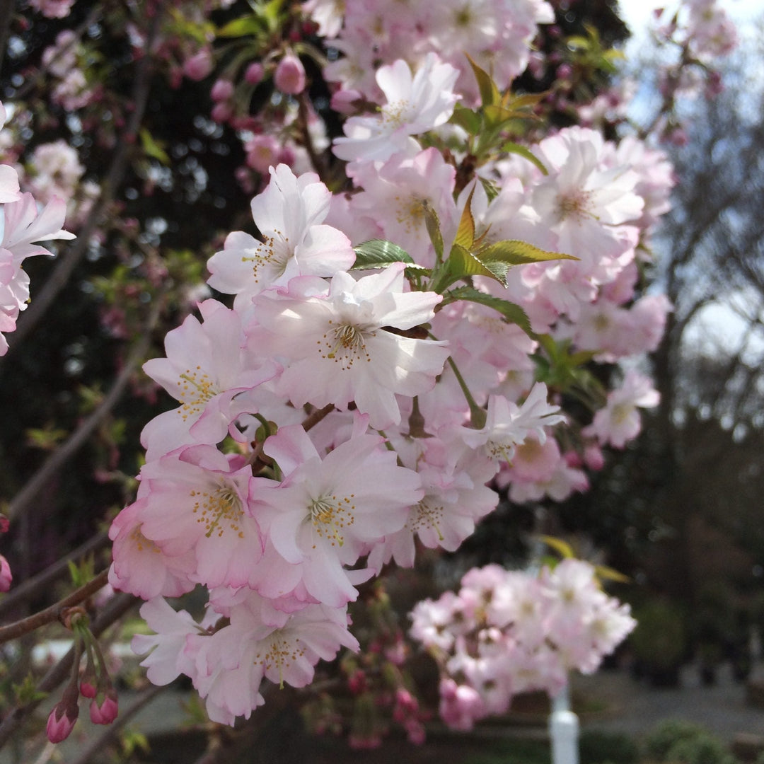 Rosebud Cherry