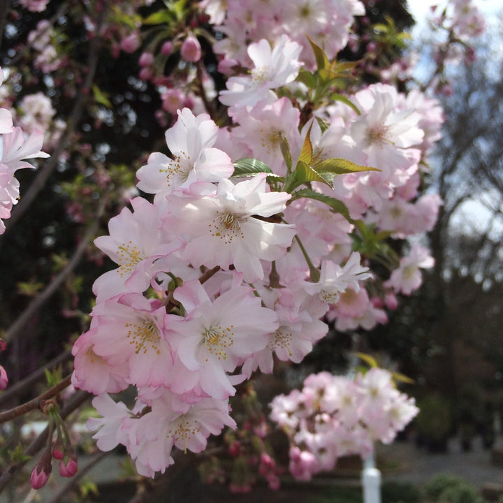 Rosebud Cherry