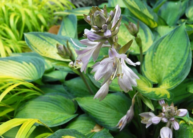 Blooming june hosta