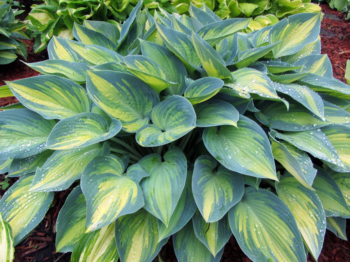 June hosta