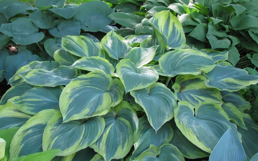 Earth Angle hosta