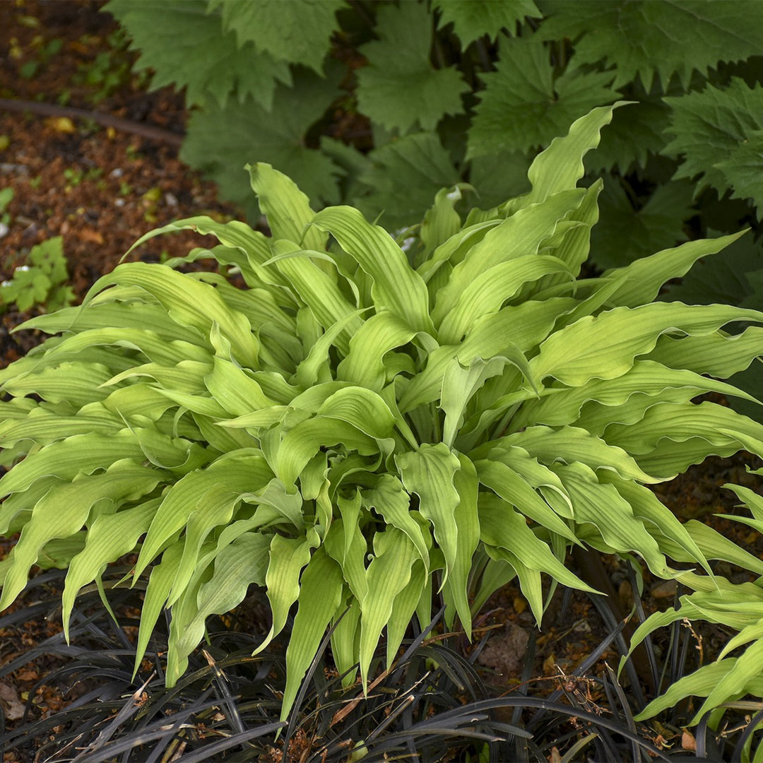 Curly Fries Hosta