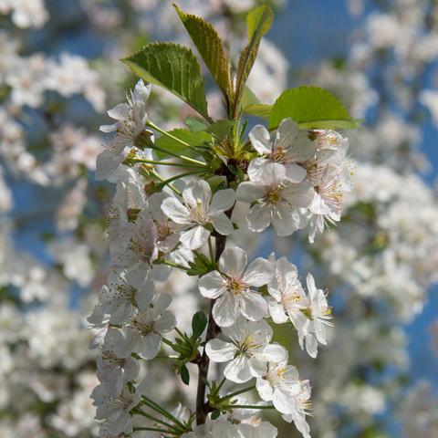 Cherry 'North Star'