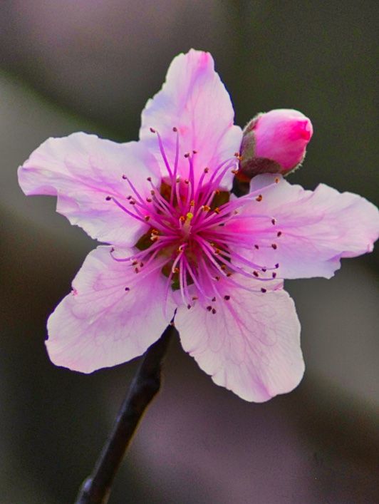 'Redskin' Peach Bloom