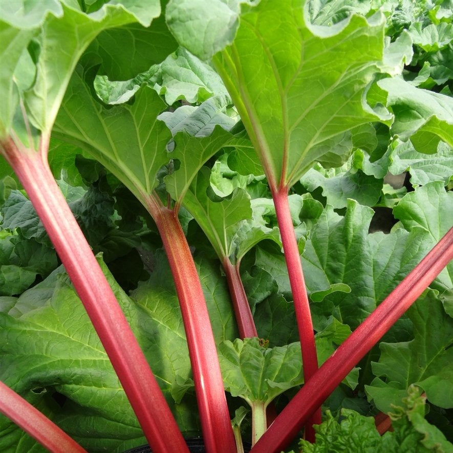 'Canadian Red' Rhubarb