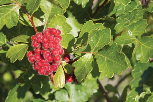 Fragrant Sumac