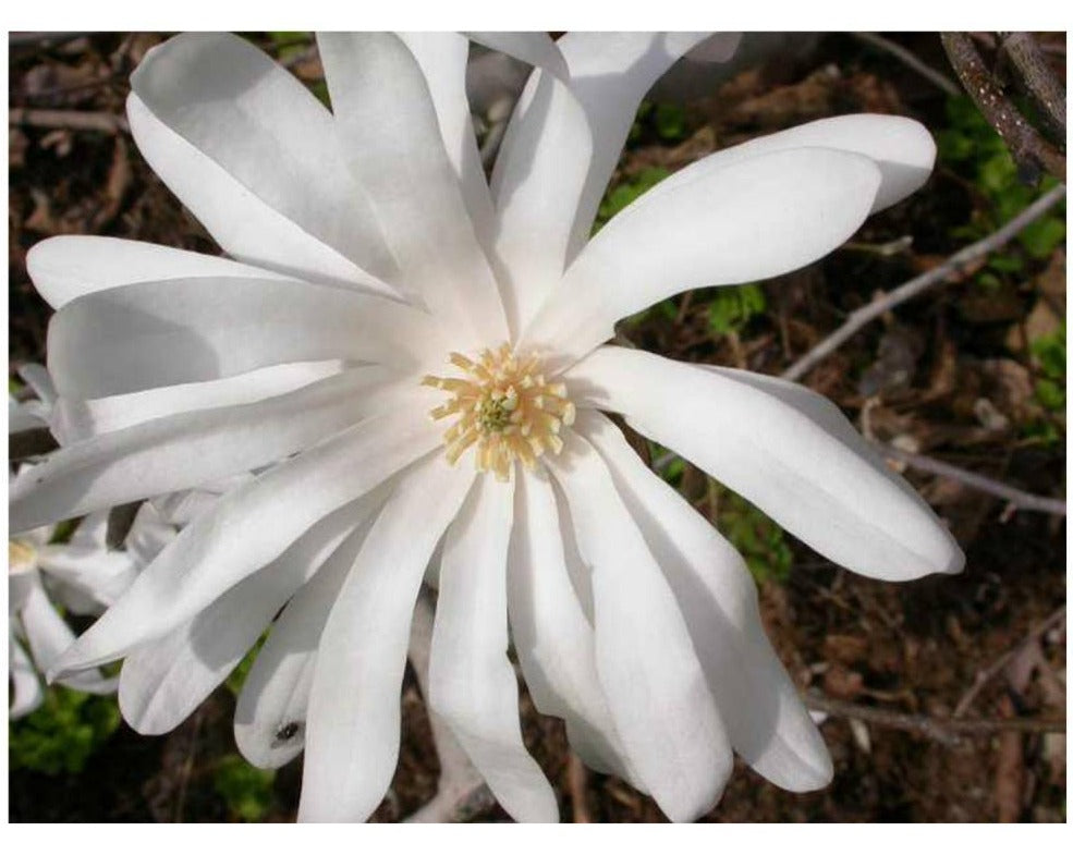 Royal Star Magnolia