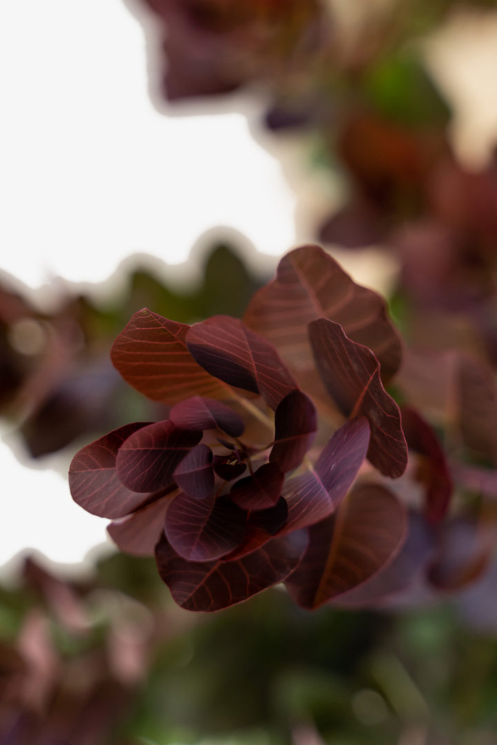 Royal Purple Smoke Tree