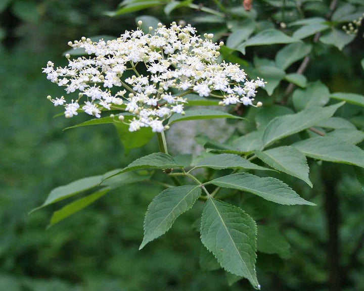 American elderberrry flowers