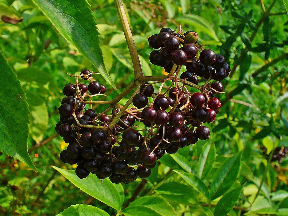 American Elderberry