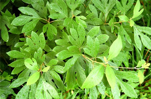 Sassafras Leaves