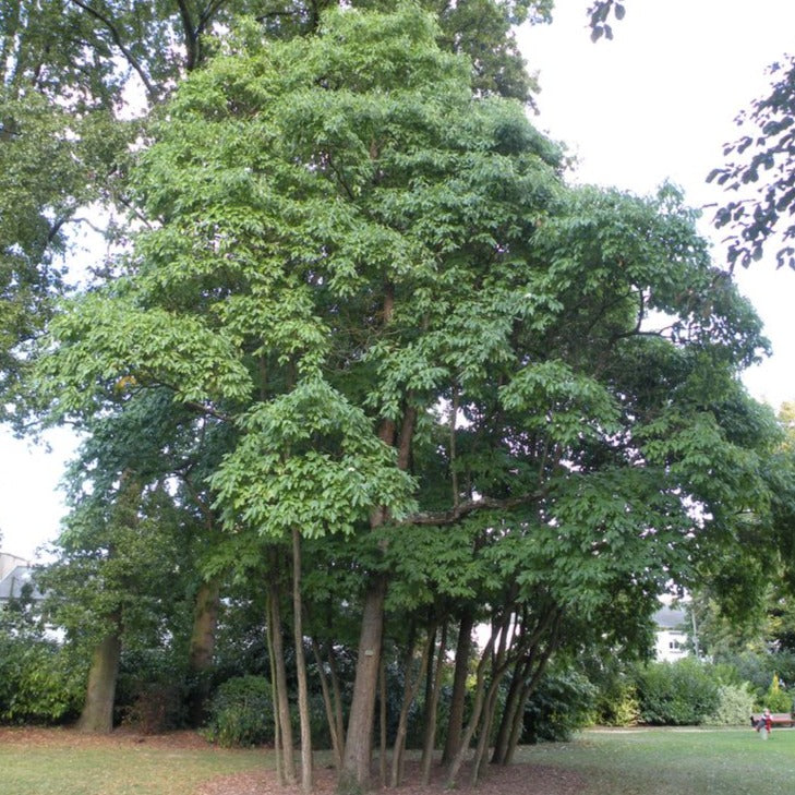 Sassafras Tree