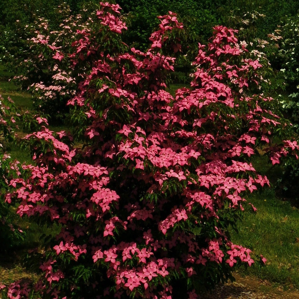 Scarlet Fire Dogwood ‘Rutpink’