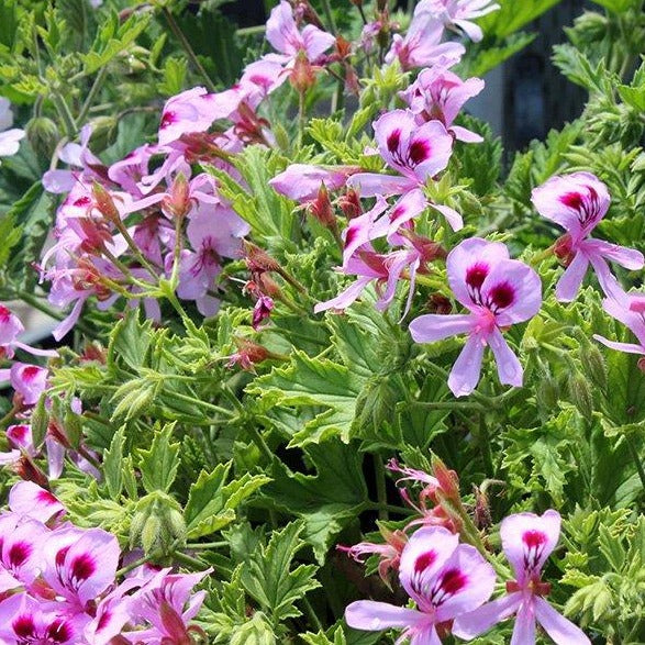 Citronella Geranium - Pelargonium graveolens