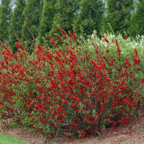 Spitfire Flowering Quince Bsuh