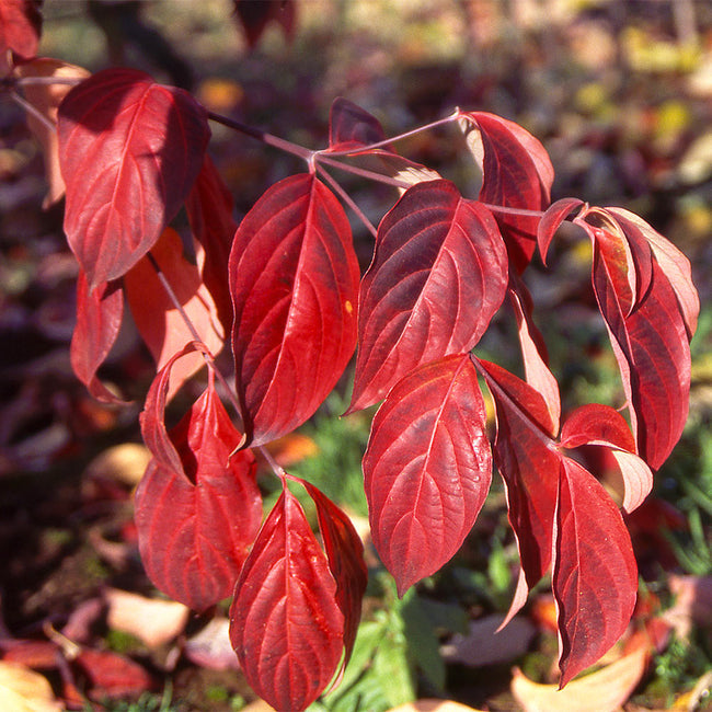 Dogwood leaves in autumn