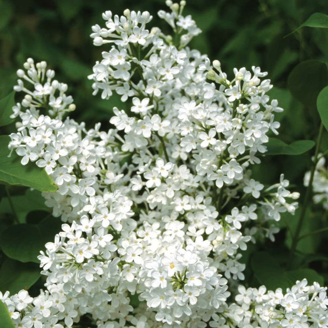 Betsy Ross Lilac Blooms