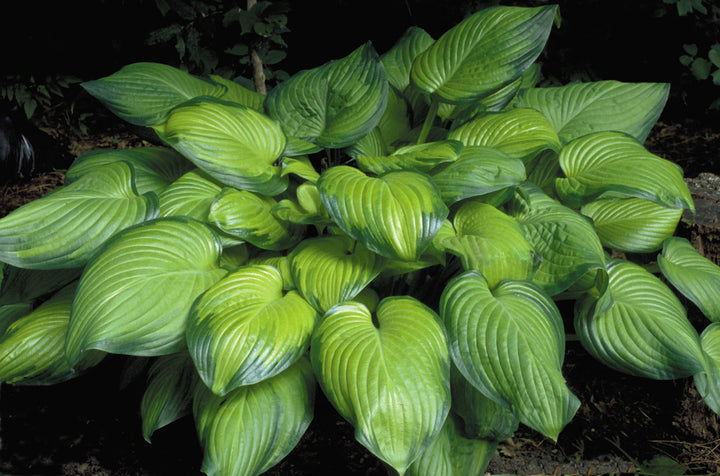 Guacamole hosta