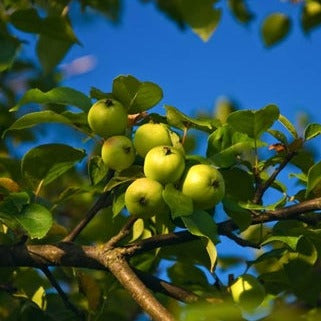 Southern Crabapple