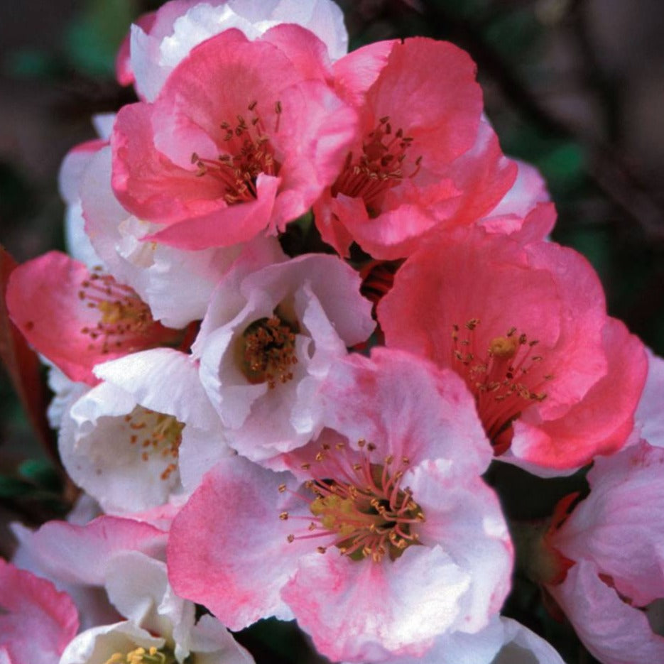 Flowering Quince 'Toyo Nishiki' 1 Gallon – Tristar Plants