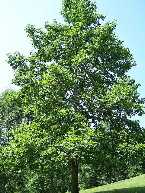 Tulip Poplar Tree