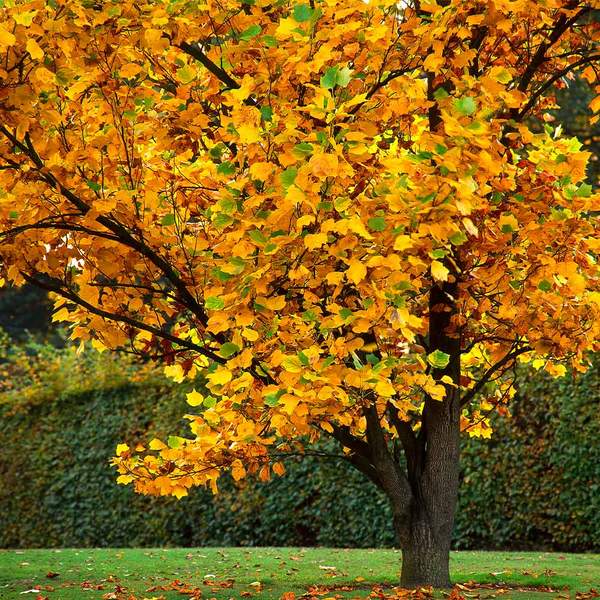 Tulip Poplar Tree Autumn