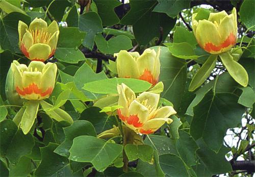 Tulip Poplar Tree Flowers