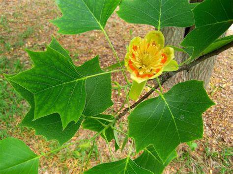 Tulip Poplar Tree Flower