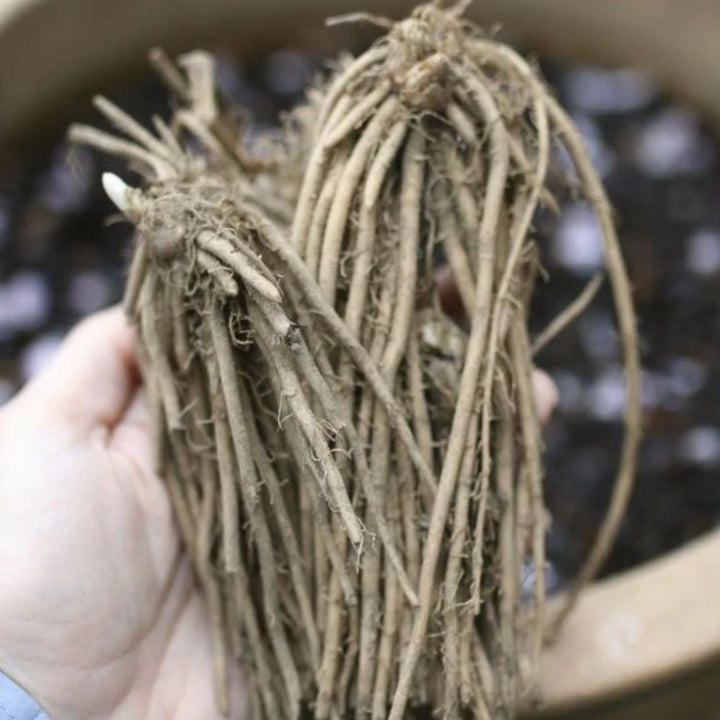 Asparagus 'Purple Passion'