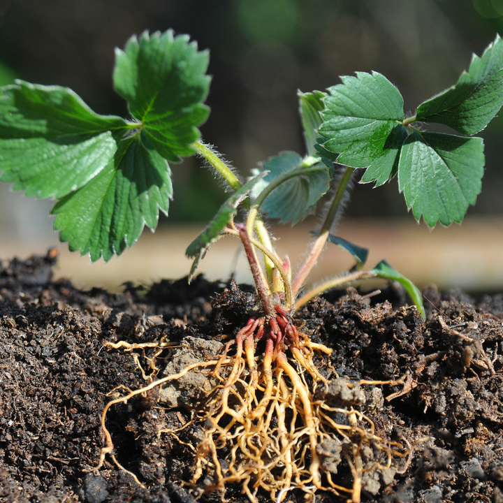 Strawberries Everbearing 'Ozark Beauty'
