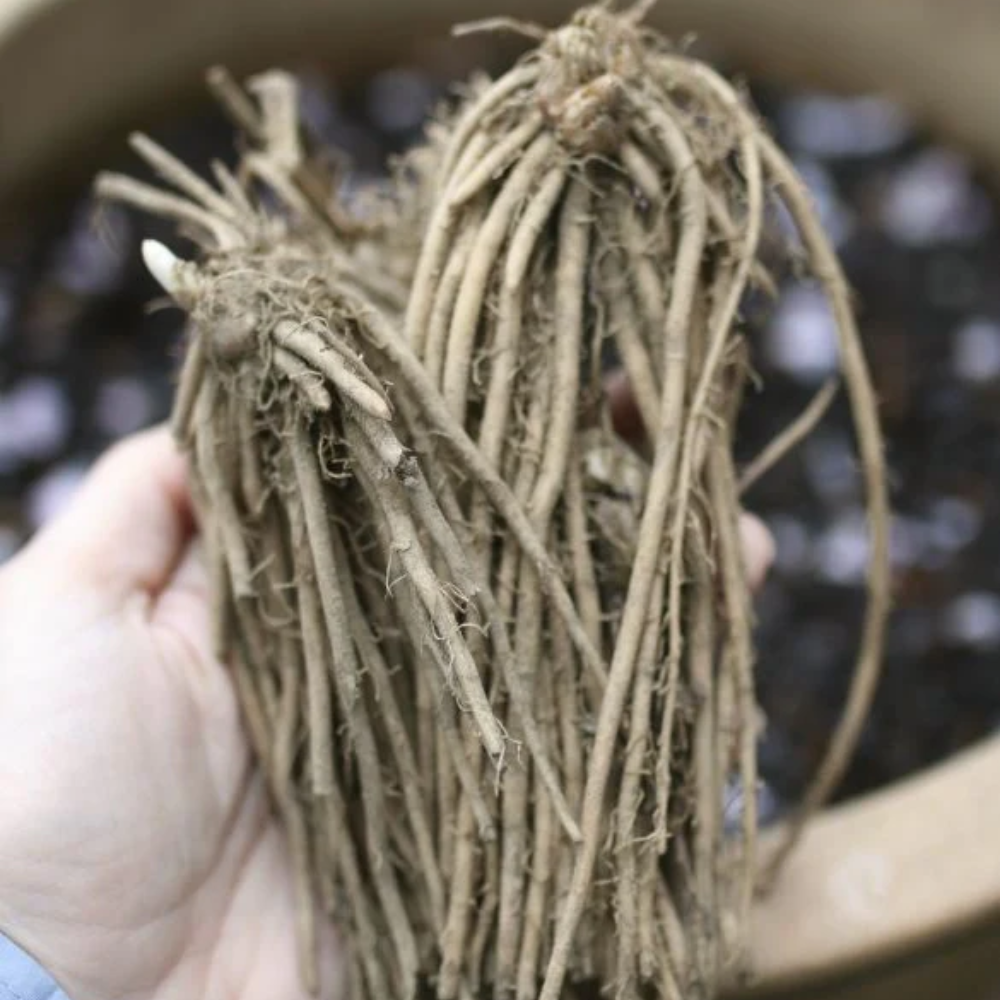 Asparagus 'Mary Washington'