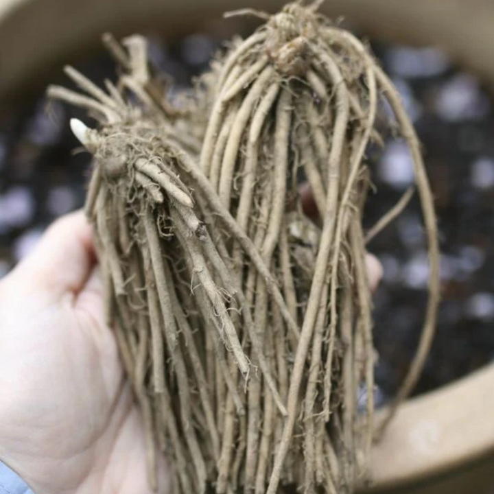 Asparagus 'Mary Washington'